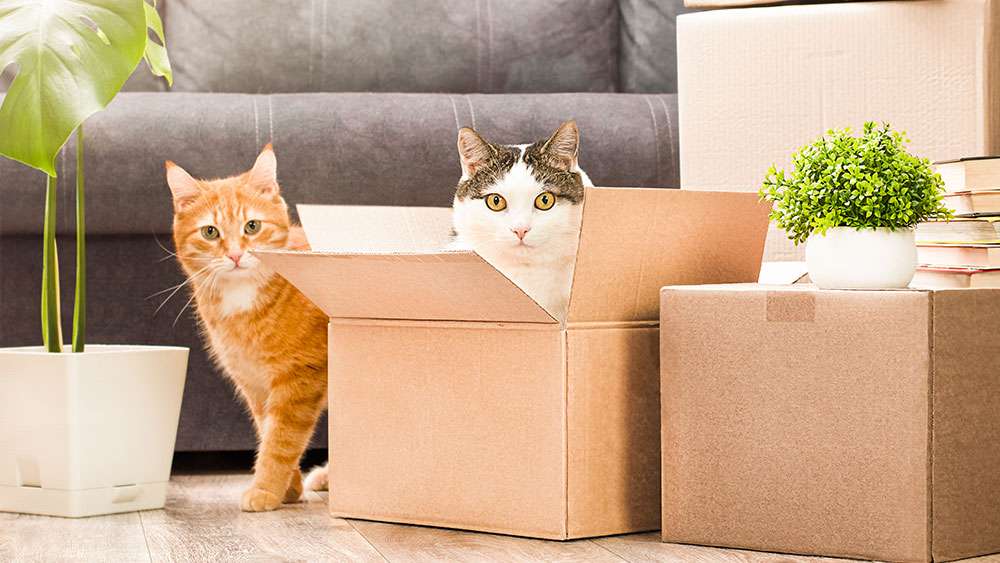 Moving with Pets: A Stress-Free Guide for Homebuyers with Furry Friends Essential stress-free moving tips for homebuyers with pets.